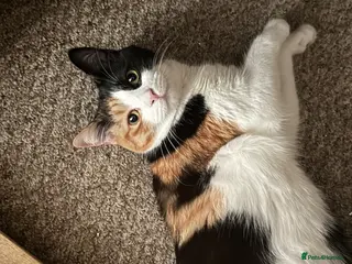 Brazilian Shorthair cats Sweet, Quiet Cat for Adoption - Coco - Advert 17