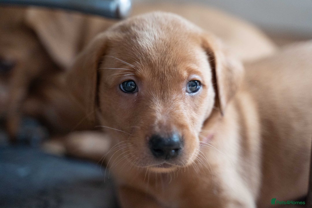 Labrador Retriever dogs for sale: Stunning Fox Red Labrador Puppies For Sale - Image 13
