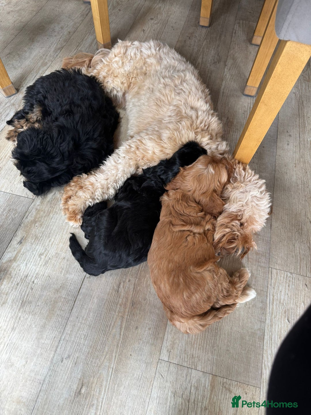 Cavapoo dogs for sale: Adorable girl and boy left - Image 7