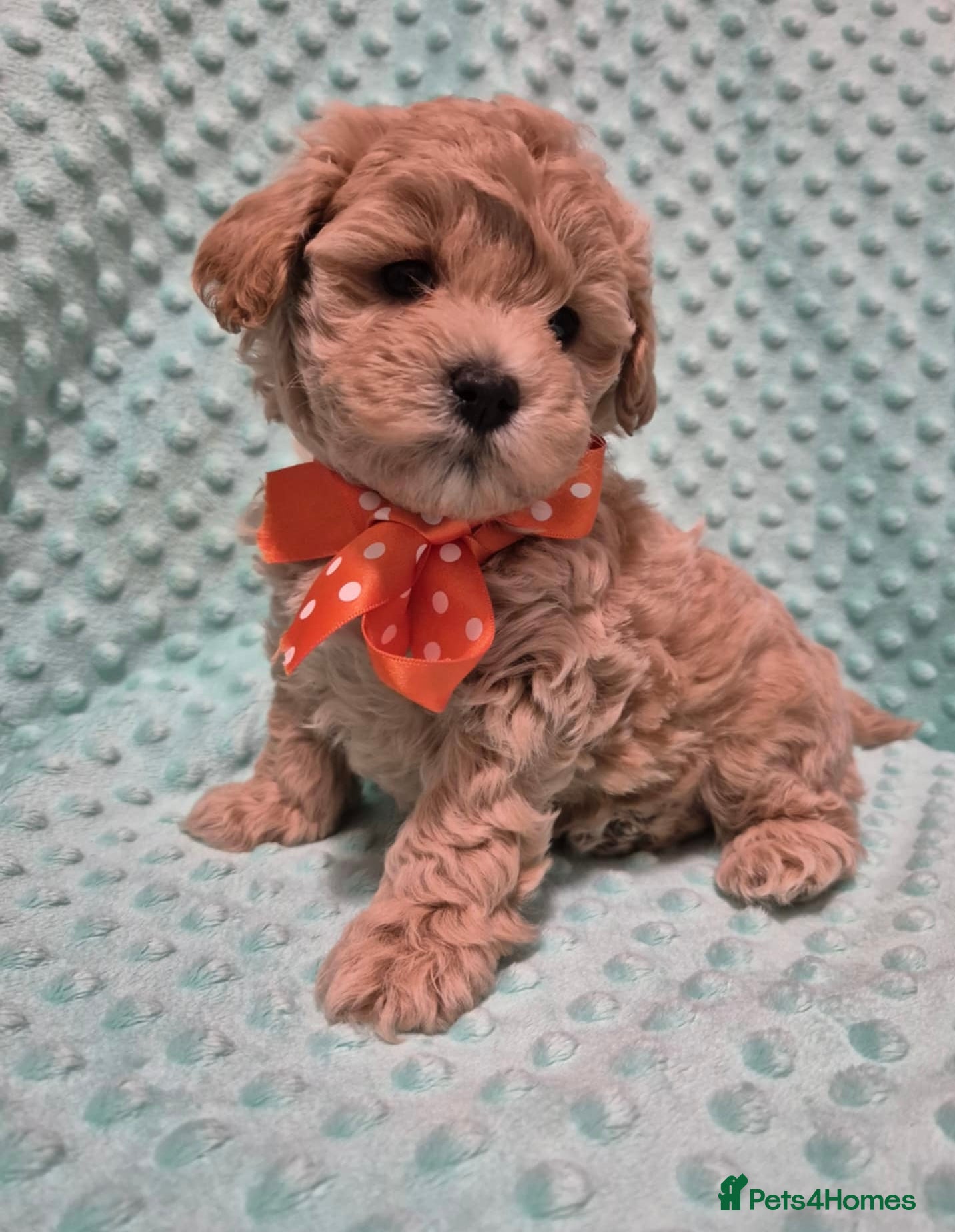 Maltipoo dogs Adorable very small maltipoo puppies 🐶❤️ - Advert 2