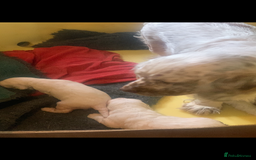 Clumber Spaniel dogs for sale: Fantastic Clumber Spaniel Puppy’s  - Image 16