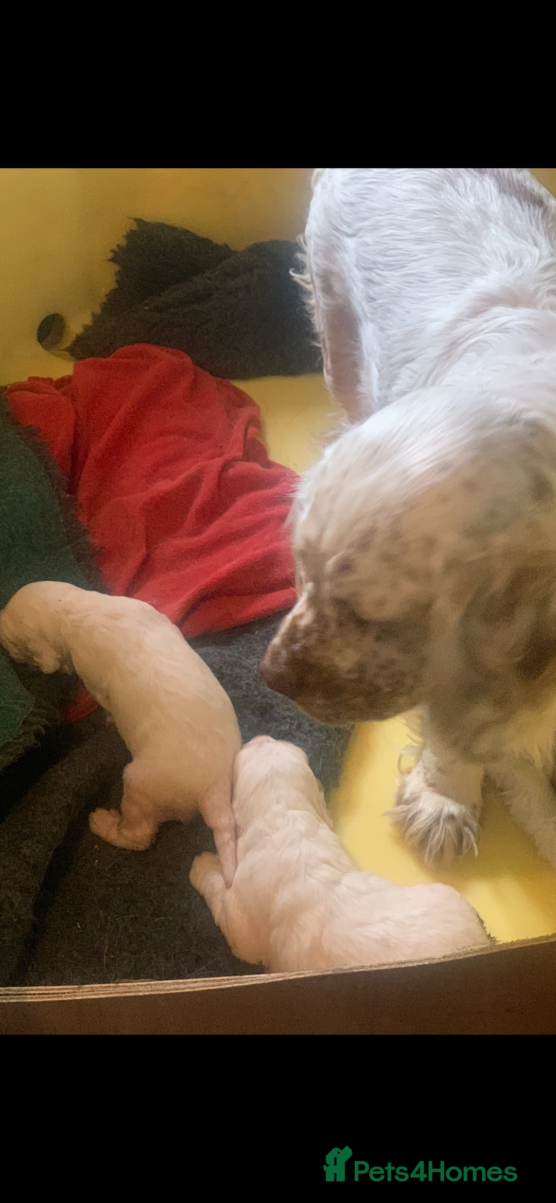 Clumber Spaniel dogs for sale: Fantastic Clumber Spaniel Puppy’s  - Image 16