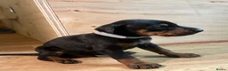 Dobermann dogs for sale: KC registered Doberman puppies  in Doncaster - Advert 5