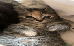 Mixed Breed cats for sale: Beautiful, confident tabby kittens  - Image 1