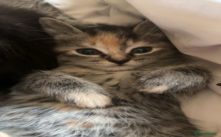 Mixed Breed cats for sale - Advert 1