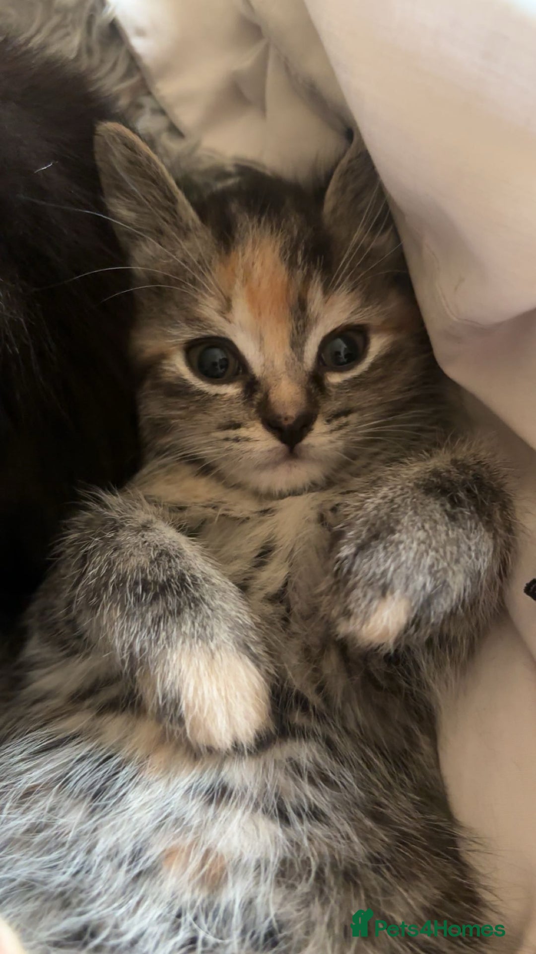 Mixed Breed cats for sale: Beautiful, confident tabby kittens  - Image 1