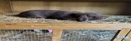 Mini Lop rabbits for sale: X2 Adult rabbits  - Advert 11