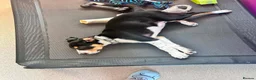 Border Collie dogs for sale: Border collie for sale  in Plymouth - Advert 2