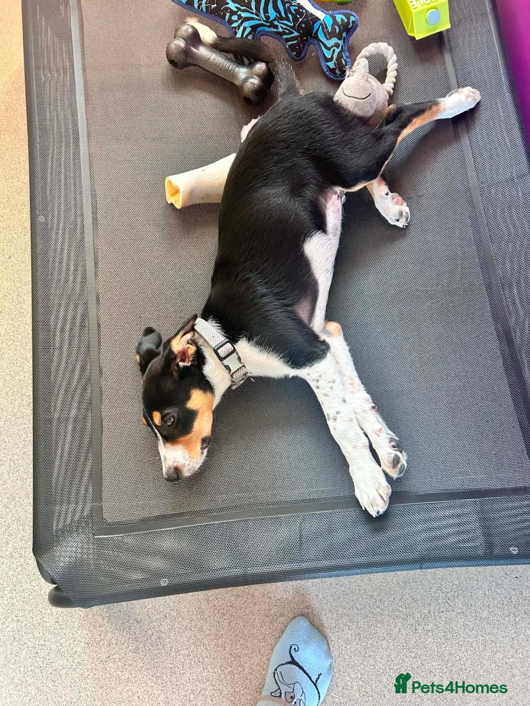 Border Collie dogs for sale: Border collie for sale  in Plymouth - Advert 2