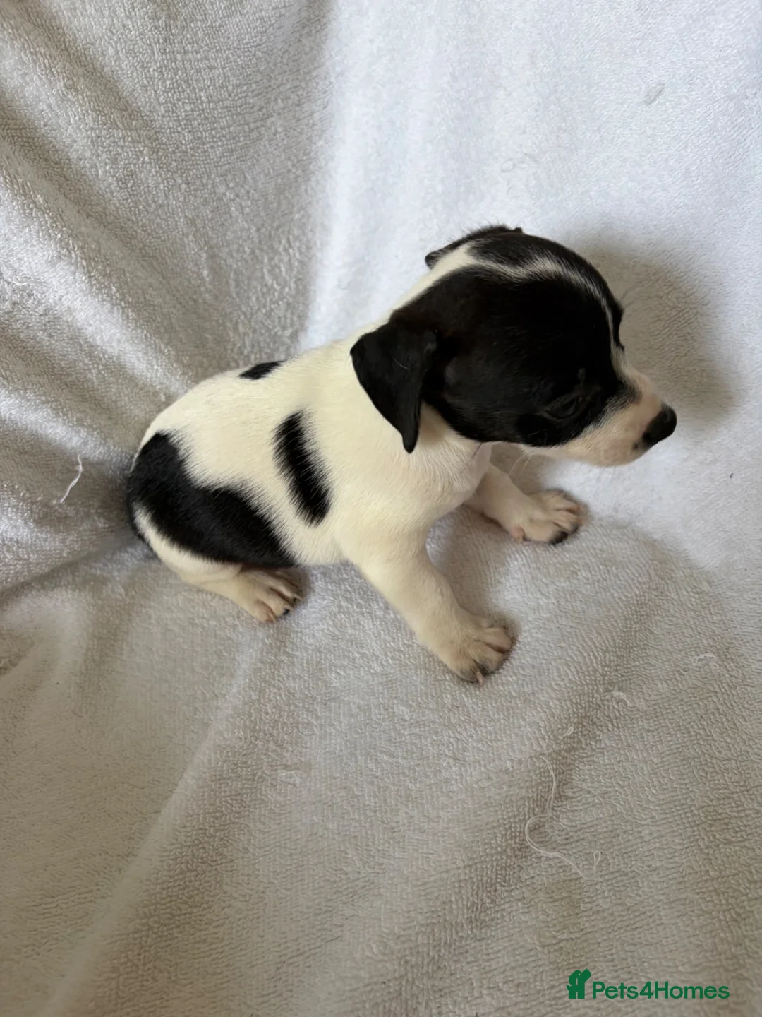 Jack Russell dogs for sale: 5 jack russell puppies for sale  - Advert 2