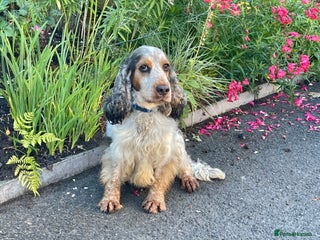 Cocker Spaniel dogs in Alston - Advert 8
