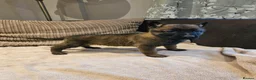 Mixed Breed dogs for sale: German Shepherd x Belgian Malinois - Advert 11