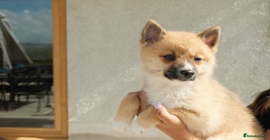 Pomsky dogs - Advert 1