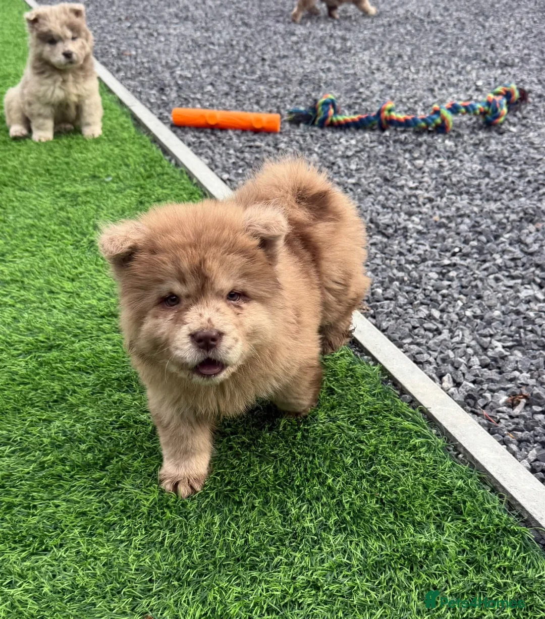 Chow Chow dogs for sale: Stunning exotic colour chowski puppies for sale  - Advert 2