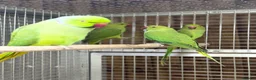 Parakeets birds for sale: Green ringneck - Advert 3
