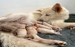 German Shepherd dogs for sale: Beautiful KC Registered White German Shepherd - Image 1