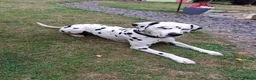 Dalmatian dogs for stud: Kalvadene nick of time - Stud Dog  in Stoke-on-Trent - Advert 2
