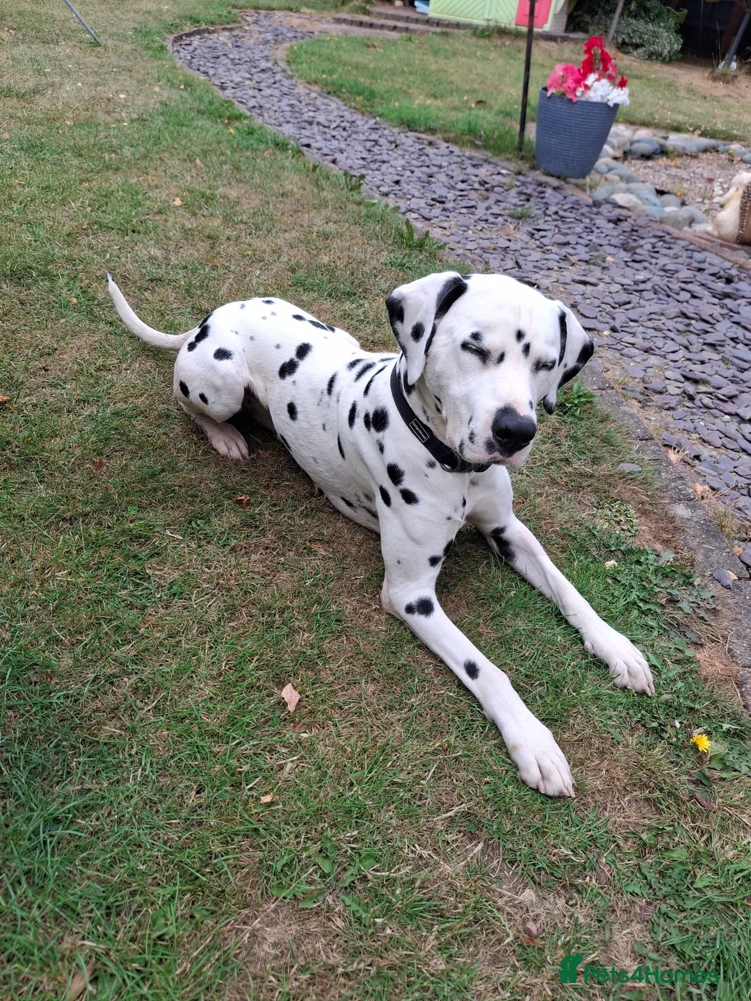 Dalmatian dogs for stud: Kalvadene nick of time - Stud Dog  in Stoke-on-Trent - Advert 2