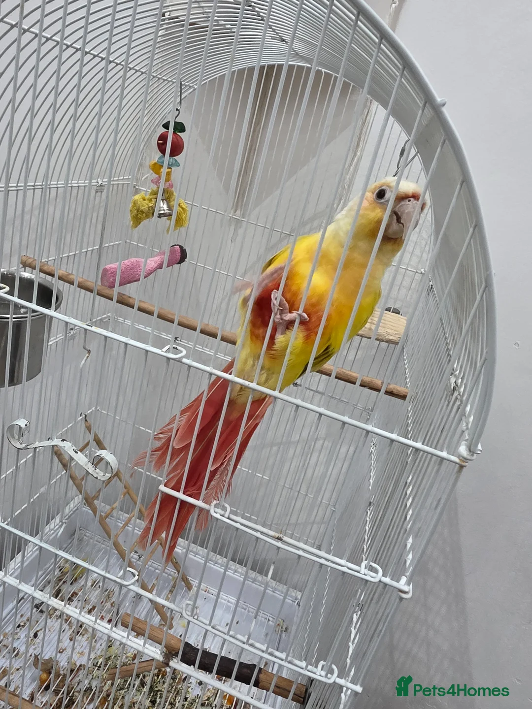 Conures birds for sale: Conure  in Weston-super-Mare - Advert 3