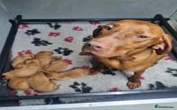 Hungarian Vizsla dogs for sale: Stunning KC Hungarian Vizsla Puppies  - Image 7