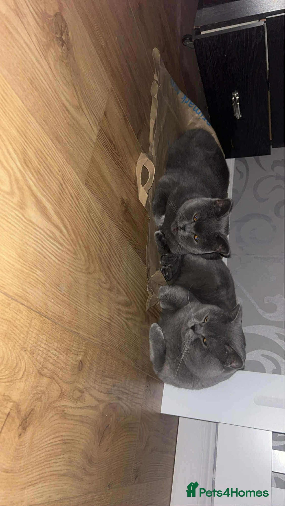 Scottish Fold cats for sale: A liitle girl is looking a new home - Image 4