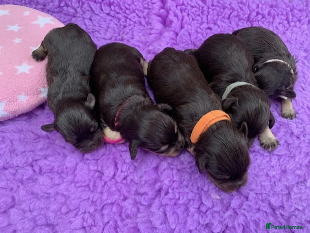 Miniature Schnauzer dogs for sale: 5* LICENSED KC MINI/TOY CHOCOLATE SCHNAUZERS - Advert 6