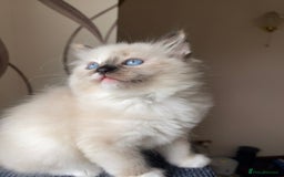 Ragdoll cats for sale: Ragdoll adults Purebred pedigree 5 generations  - Image 10
