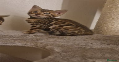 Bengal cats - Advert 4