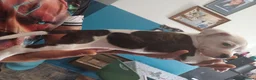 Staffordshire Bull Terrier dogs for sale: Puppy Staffordshire Bull Terrier - Advert 6