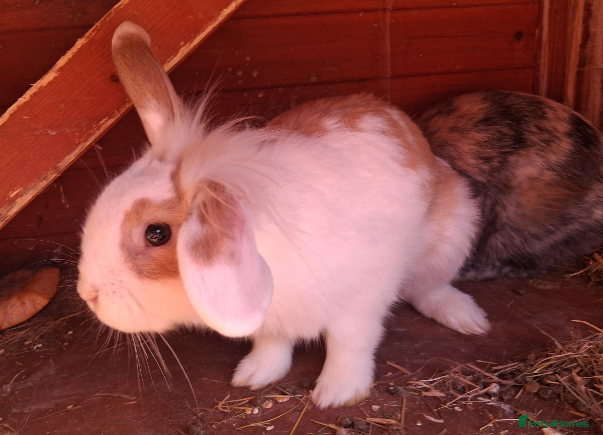 English Lop rabbits Doe and buck bunnies £ 35 each - Advert 1