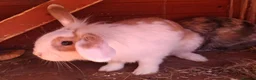 English Lop rabbits for sale: Doe and buck bunnies £ 35 each - Advert 1
