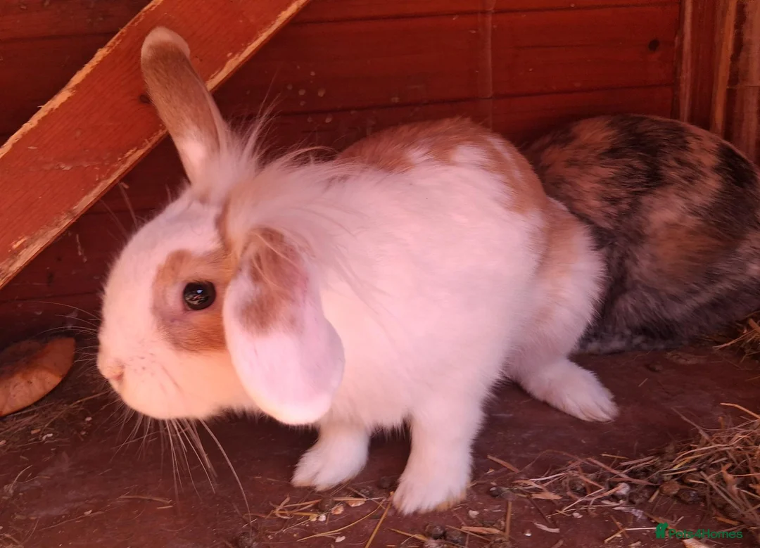 English Lop rabbits for sale: Doe and buck bunnies £ 35 each - Advert 1