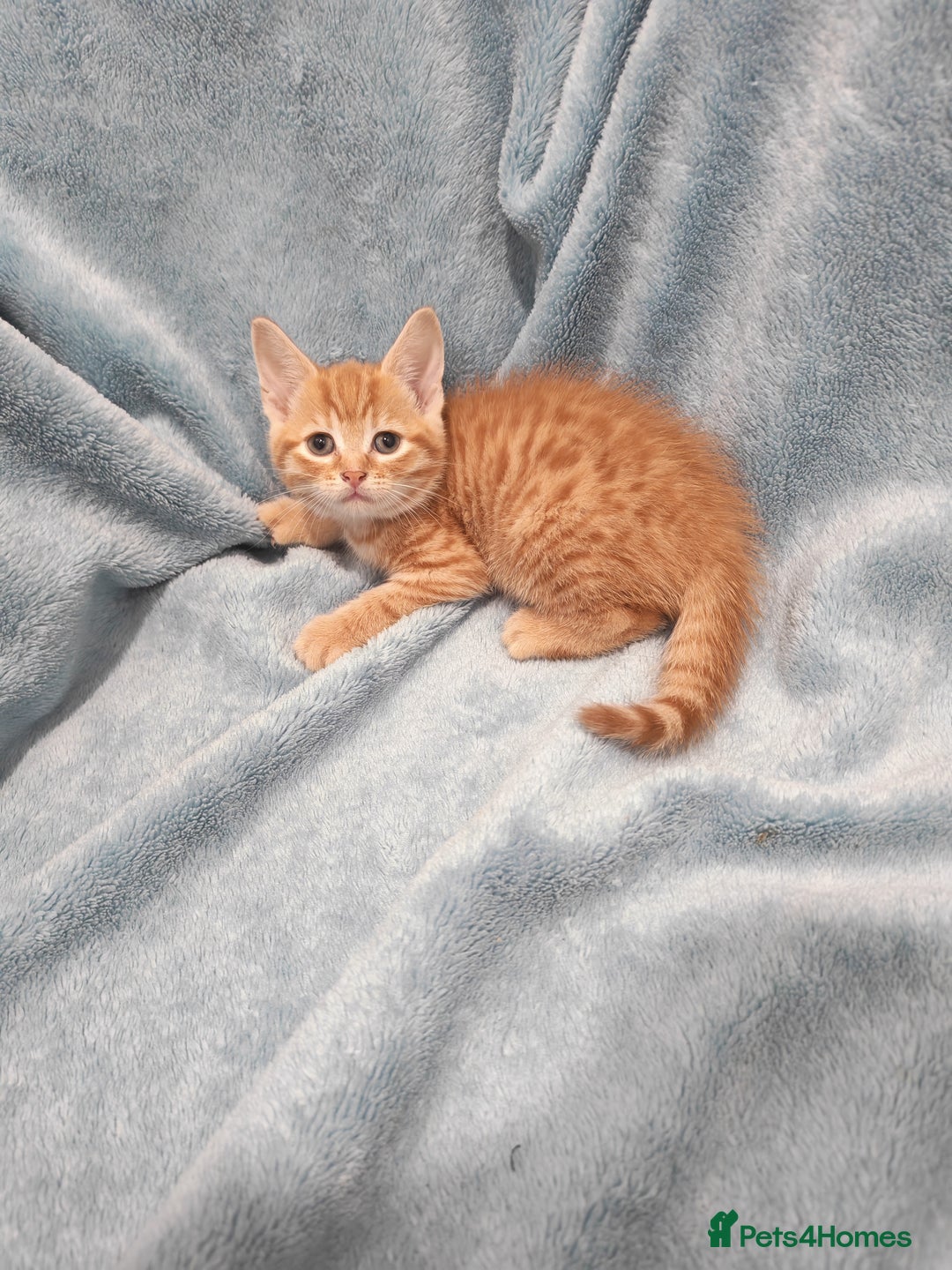 Mixed Breed cats for sale: Beautiful kittens VIDEOS - Advert 12