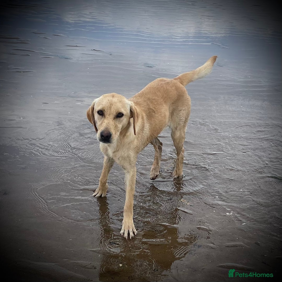 Labrador Retriever dogs for sale: 🧡 Pale Fox Red Yellow Labrador Puppies 💛 - Advert 5