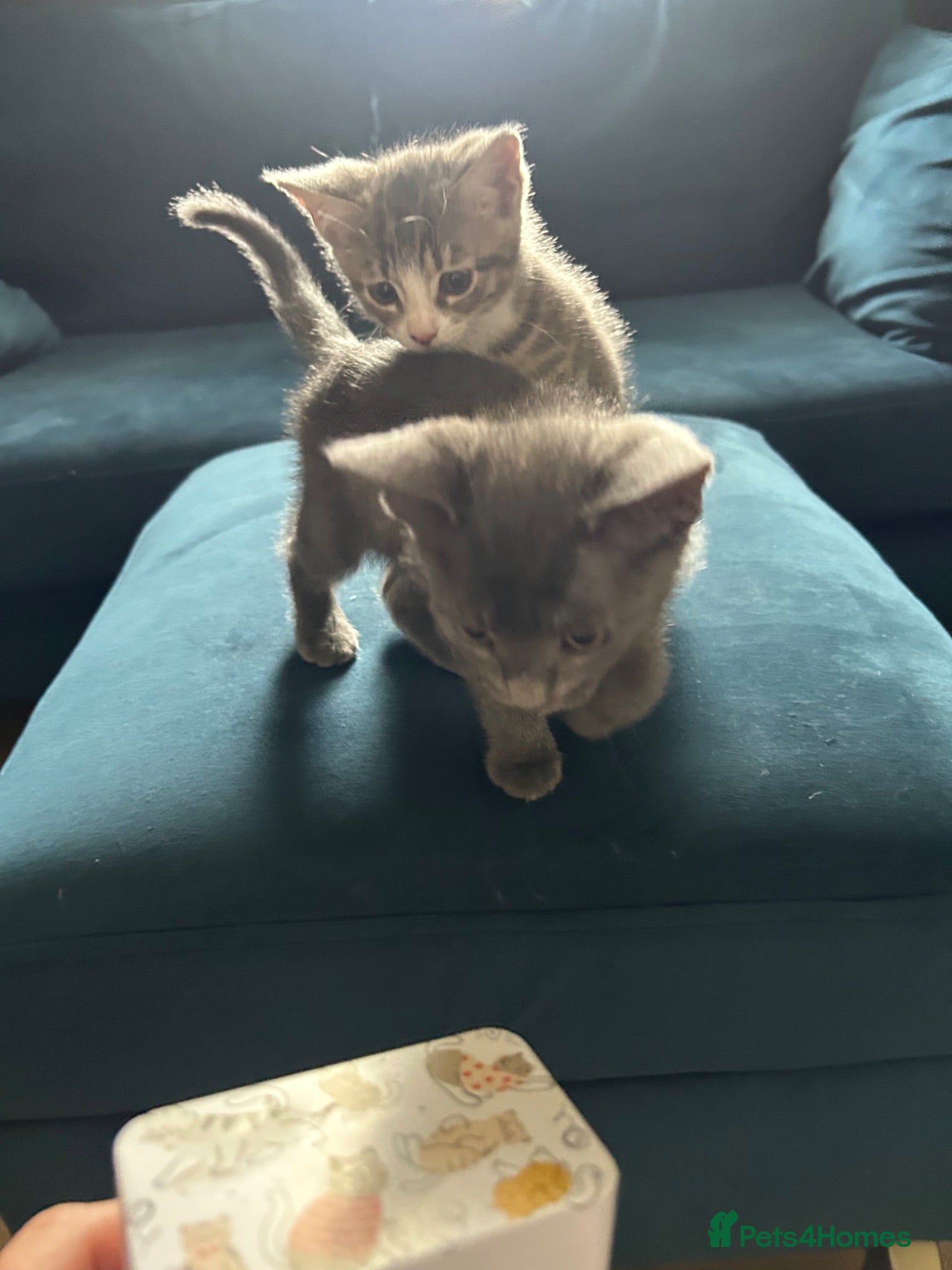 Domestic Shorthair cats  Adorable 9-Week-Old brothers, must stay together. - Advert 1