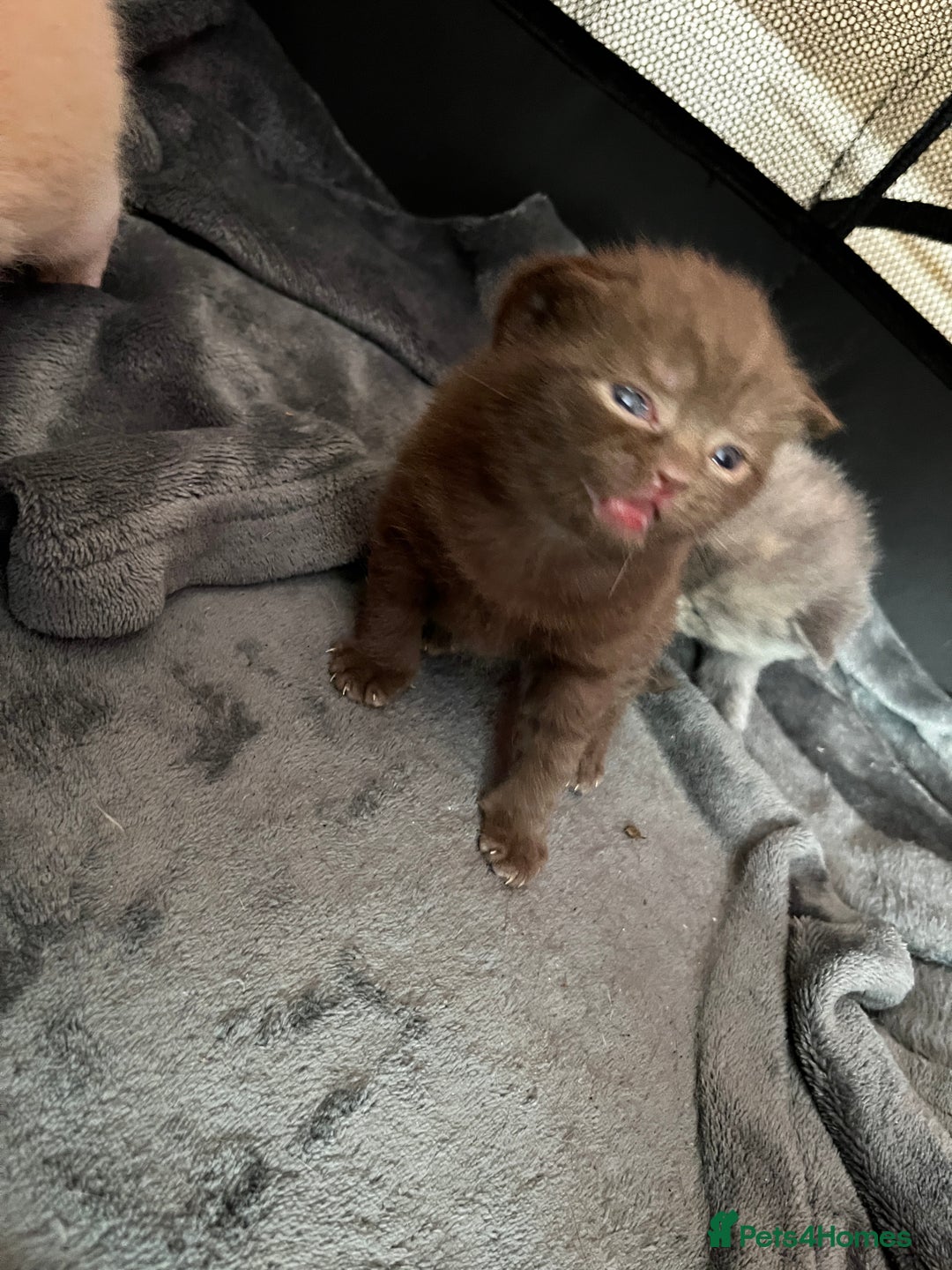 British Shorthair cats for sale: Beautiful pedigree bsh kittens  - Image 5