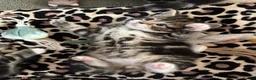 Mixed Breed cats for sale: Beautiful tabby kittens for sale - Advert 8