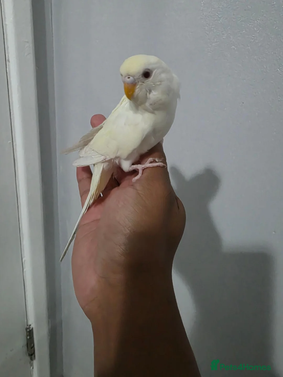 Budgerigars birds for sale: Super friendly hand tamed baby budgies for sale  - Advert 2