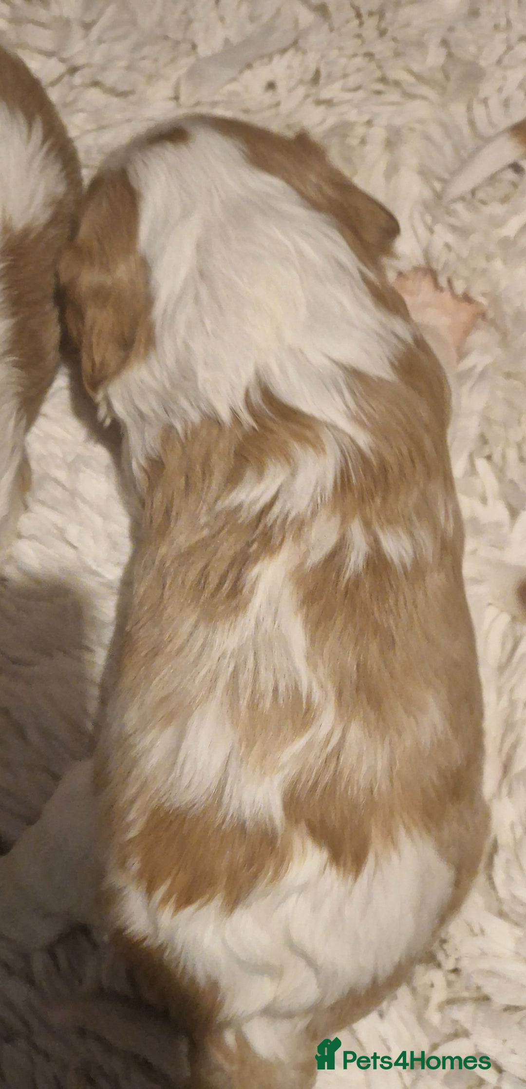 Cavalier King Charles Spaniel dogs for sale: Gorgeous k.c registered cavalier puppies  - Image 7