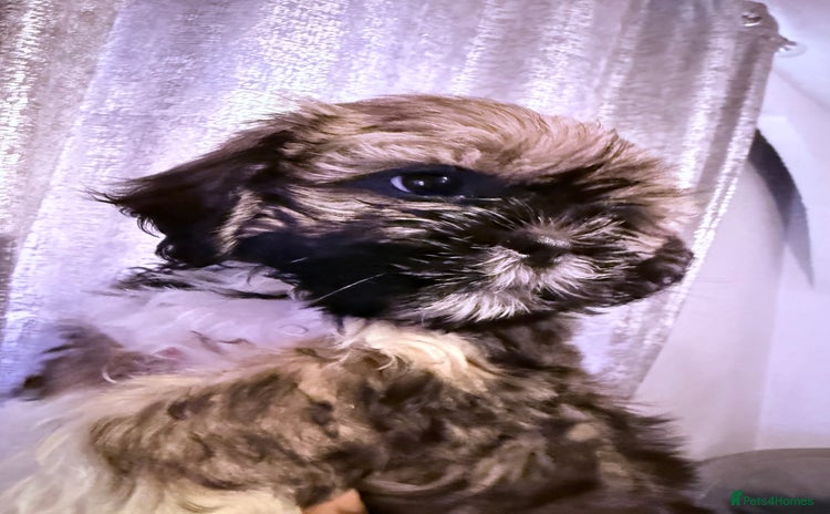 Shih Tzu dogs - Advert 9