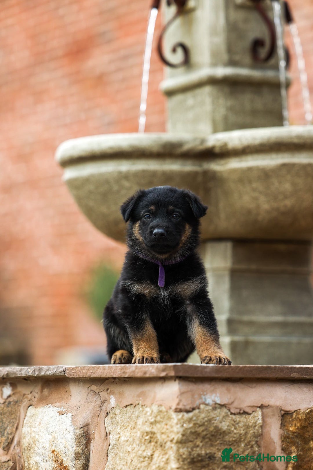 German Shepherd dogs for sale: Pedigree German Shepherd pups for sale - Image 9