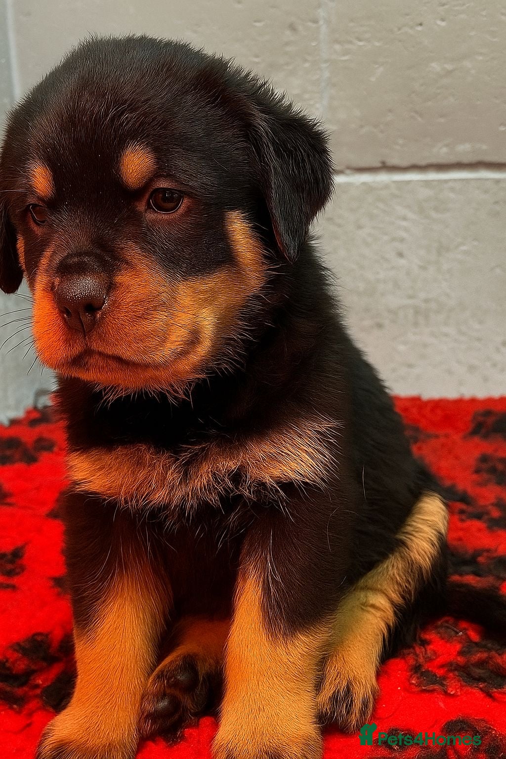 Rottweiler dogs Rottweiler pups KC Registered + Champ Bloodlines - Advert 3