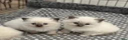 Ragdoll cats for sale:  beautiful ragdoll kittens 🐾 - Advert 1