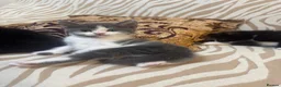 Mixed Breed cats for sale: 5 Kittens Available❤️ - Advert 26