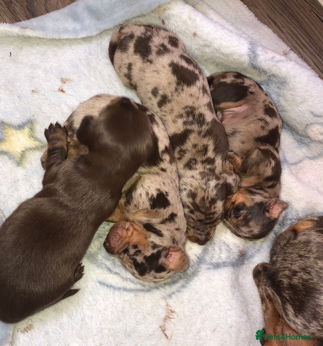 Dachshund dogs for stud: *STUD* mini in Romford - Advert 11