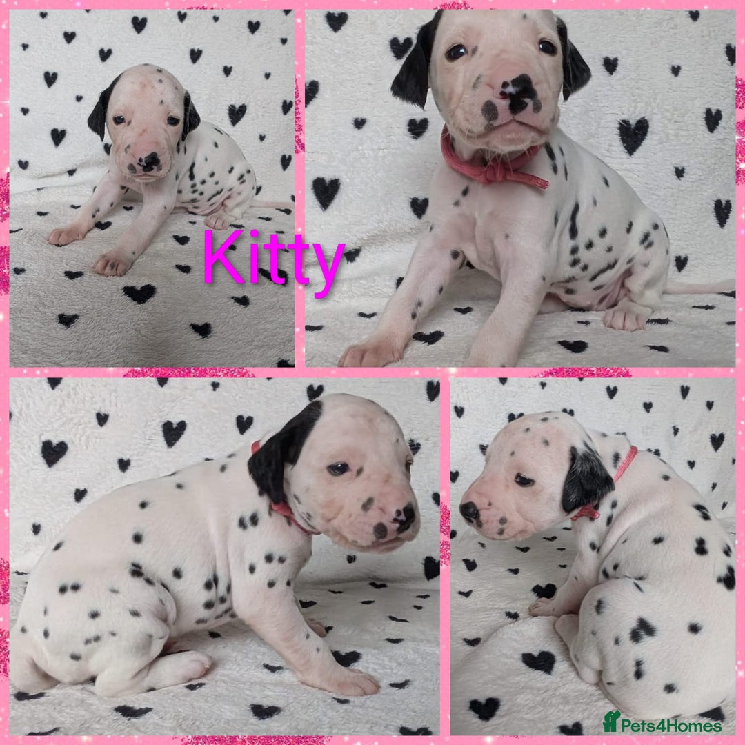 Dalmatian dogs for sale: Dalmatian puppies KC registered last 1 remaining - Advert 15
