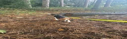 Beagle dogs for sale: Loving young Beagle looking for new home  - Advert 5