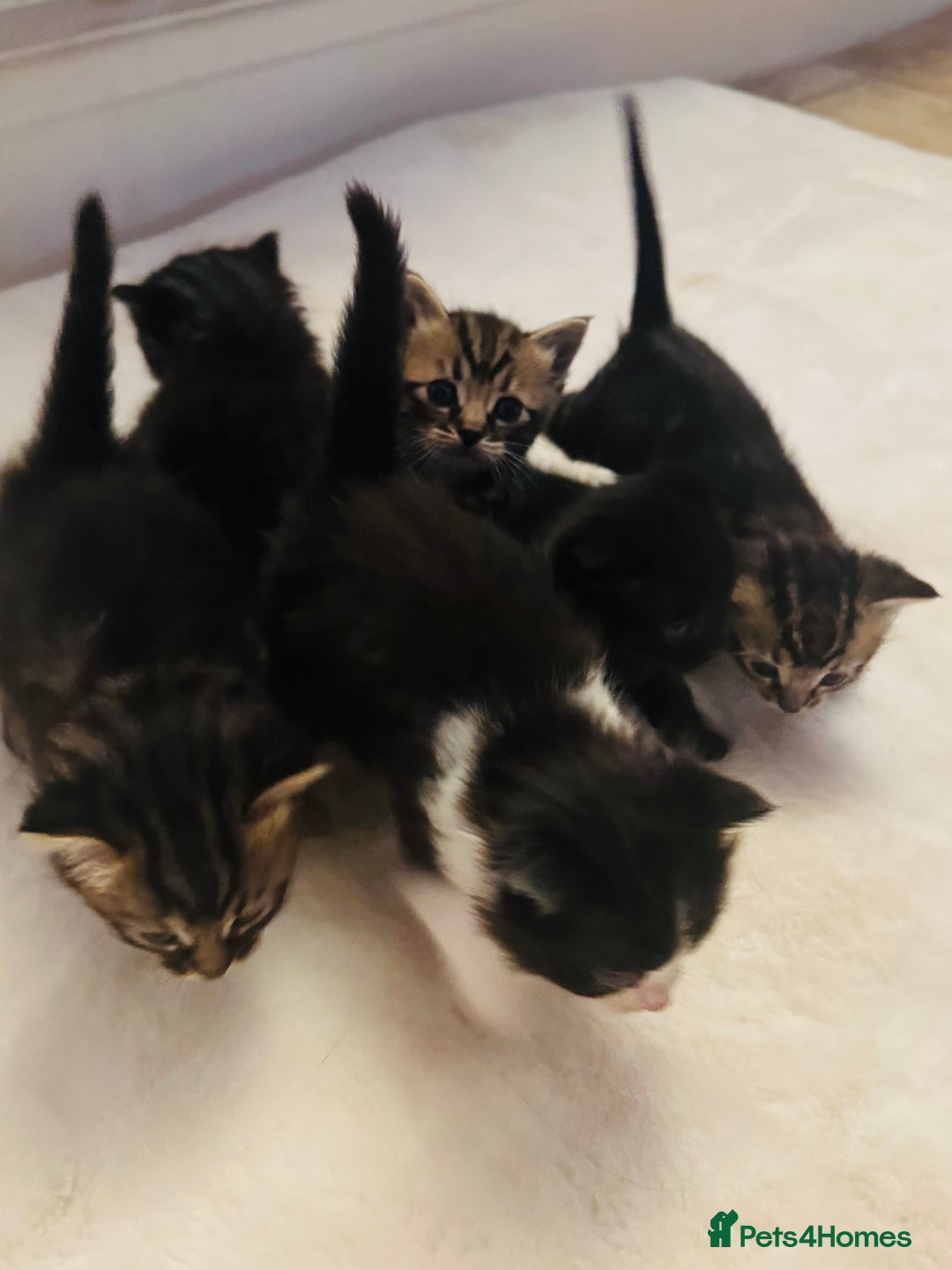 Ragdoll cats for sale: Half ragdoll stunningly marked kittens  - Image 4