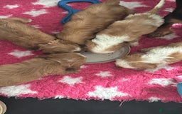 Cavapoo dogs for sale: Beautiful cavapoo puppies ❤️💙 - Image 4