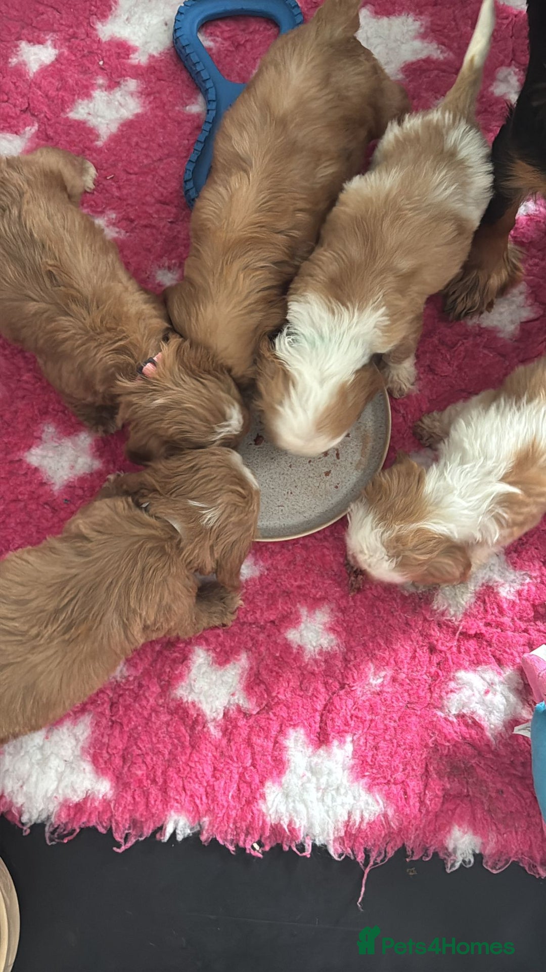 Cavapoo dogs for sale: Beautiful cavapoo puppies ❤️💙 - Image 4